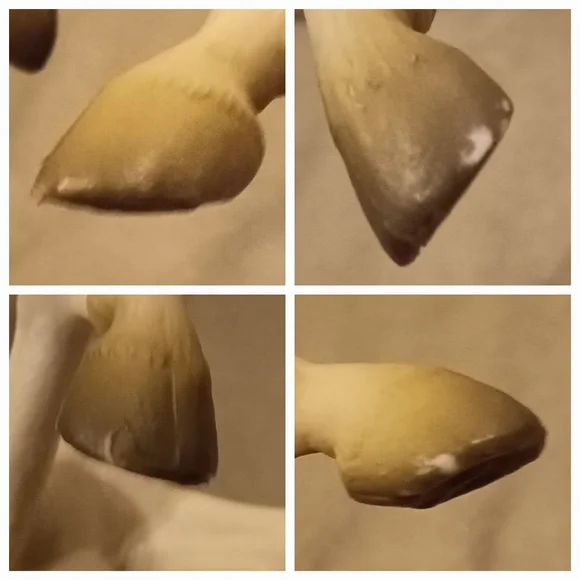 CollectA by Breyer Grey Arabian Mare - Picture 14 of 15